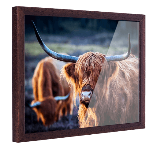 Gekaderde afbeelding van een Schotse Hooglander met lange hoorns en een vacht van bruin haar.